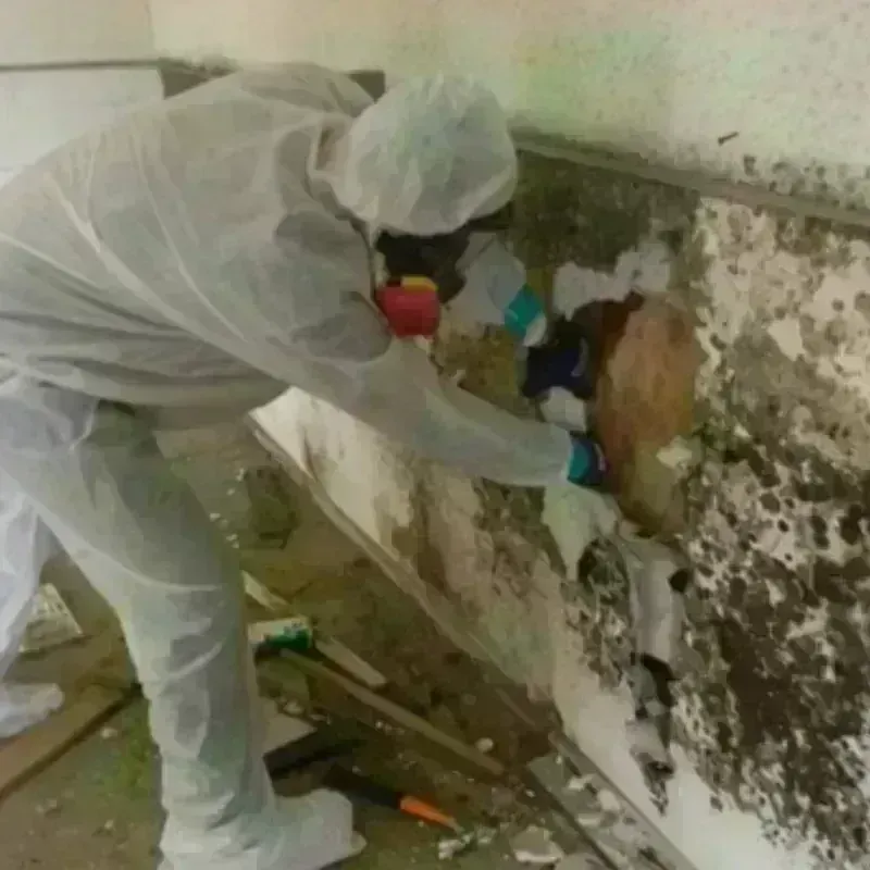 Mold Remediation and Removal in Anderson, SC